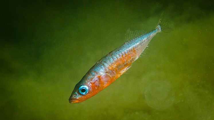 Människan orsakar snabb evolution hos Östersjöfisk