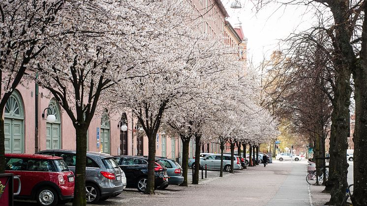 Vinterkörsbär hos Familjebostäder på Sten Sturegatan