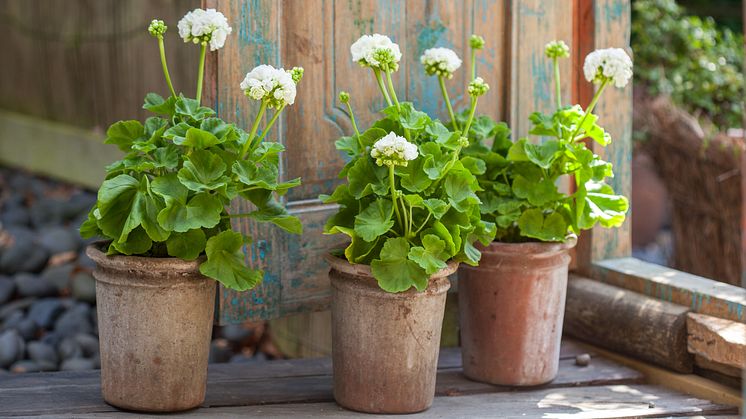 Rosenknoppspelargon ’Kronprinsesse Mary’. Foto: Blomsterfrämjandet/Minna Mercke Schmidt