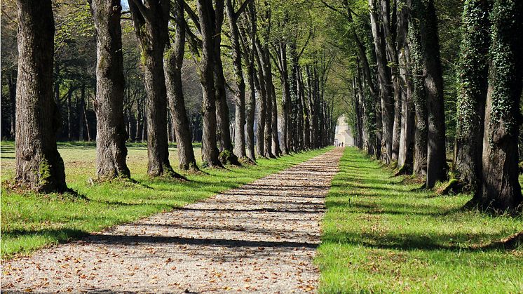 Alléer tillhör en av de sju svenska biotoptyper som är skyddade över hela landet. Foto: Pixabay. 