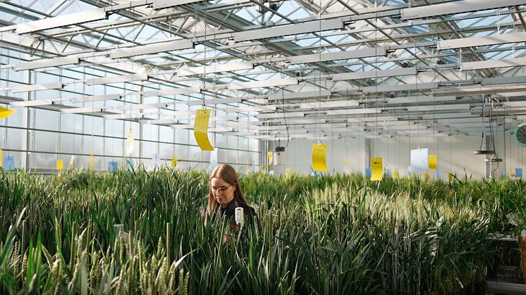 Fra såsæd til indkøbskurv: En værdikæde med landmanden i centrum