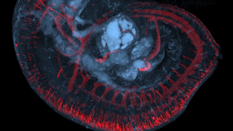 En 3D-avbildning av ett tidigt musfoster som visar initialt Opsin3-uttryck i rött mot en bakgrund av anatomiska strukturer i blått. Bilden tagen med optisk projekttomografi. Bild: Wayne Davies