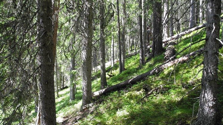 Pressinbjudan: Välkommen på invigning av fyra nya naturreservat i Älvdalens kommun