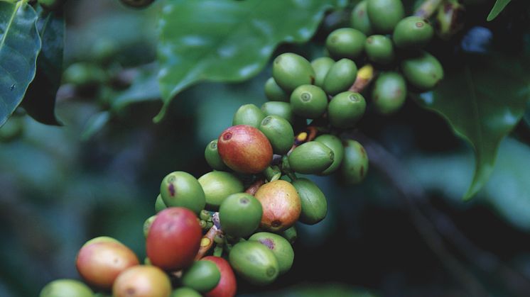 Verdens Skove har fået et nyt spændende projekt, der handler om at skabe kommerciel værdi af flere dele af kaffeplanten end bønnen, som kan være med til at betale for skovbevarelse. 