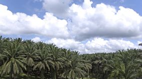 Santa Maria köper certifikat för uthålligt producerad palmolja