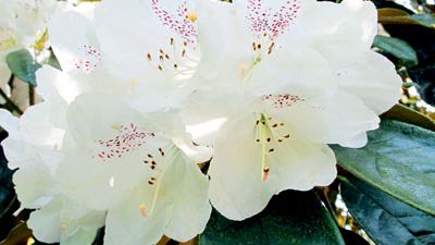 Rhododendron på Sofiero - Tidig men fortfarande praktfull