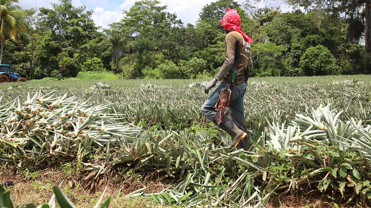 Arbetare på en ananasplantage i Costa Rica jobbar långa dagar på fält som behandlats med farliga kemikalier. Foto: Andres Mora/Oxfam