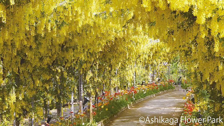 Asshikaga Flower Park(7)