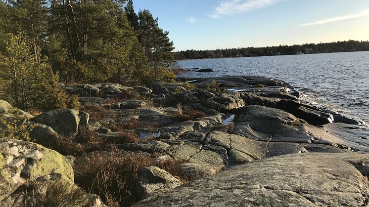 Förslag om att skapa naturreservat på Bergviks udde går ut på remiss