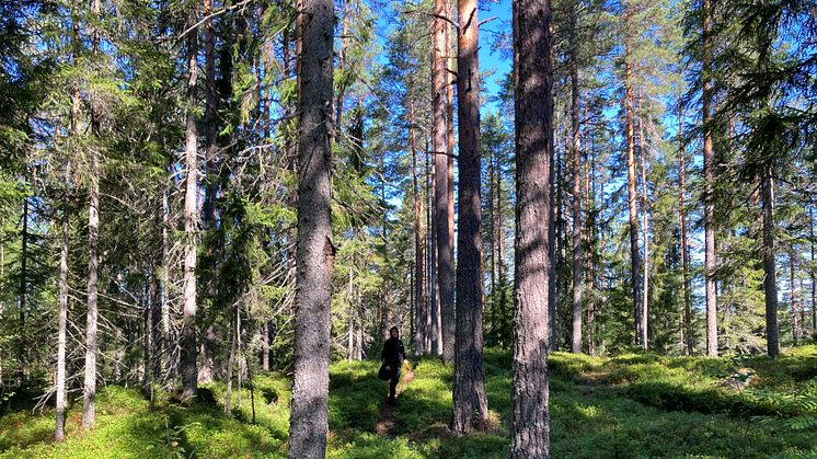 Många trendpilar för miljömålen pekar nedåt. Till exempel för utvecklingen i skogs- och odlingslandskapen i Västra Götaland. Miljöhänsynen behöver.