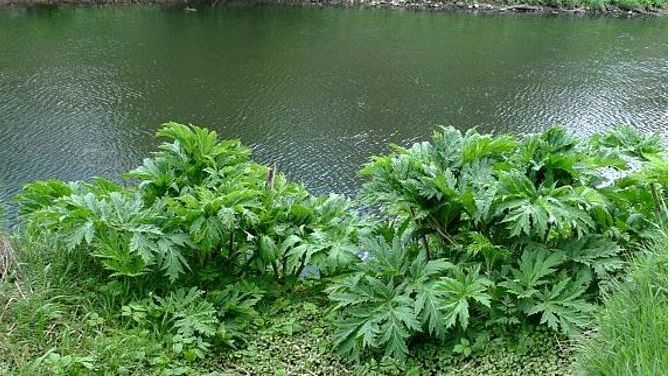 Bury Council to start hogweed spraying