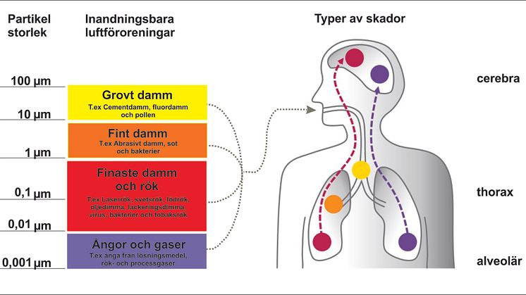 Hur långt in i vår kropp kommer de farliga partiklarna?