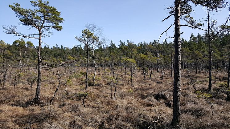 Pålsbo naturreservat, Borås kommun