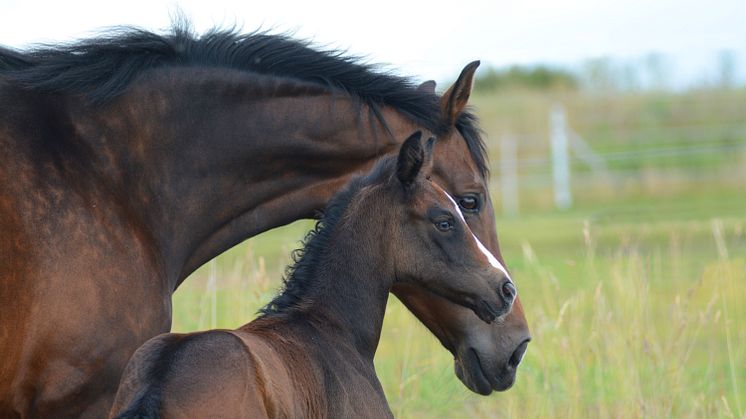 Både föl och sto får ett extra skydd i de nya villkoren i Sveland Foster. Foto: Laila Berglund/Fotoform