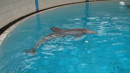 „Delfinbaby in Nürnberg zur Hölle verurteilt“ - Kritik von Tierschutzorganisationen