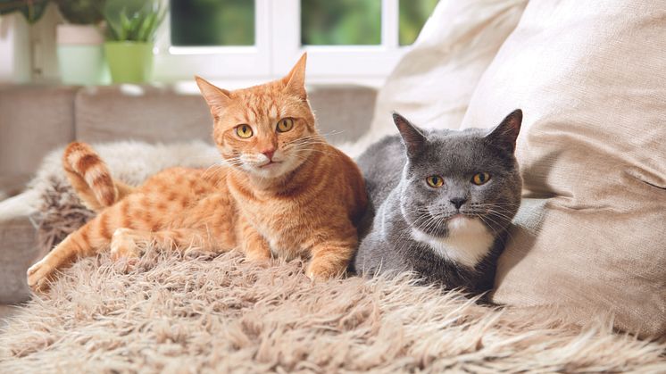  Sowohl das Alter als auch das Temperament sollten zueinander passen. Eine mögliche Freundschaft glückt üblicherweise eher, wenn zwei ruhige oder zwei aktive Katzen aufeinandertreffen.