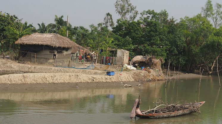 A woman transporting wood by boat in the Sundarbans, West Bengal..jpeg