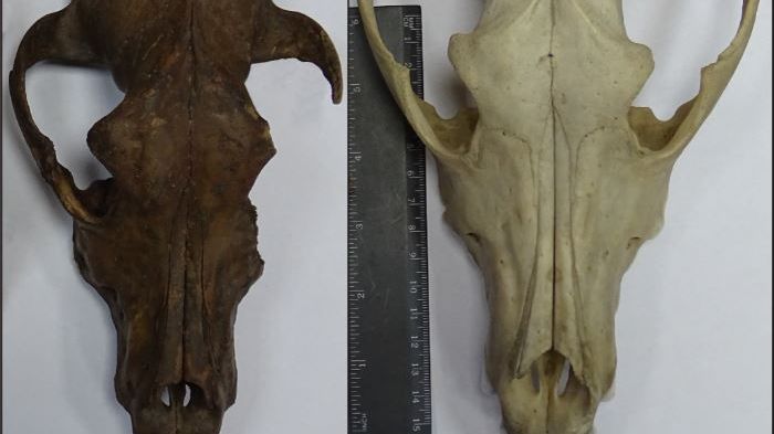 10 900 år gammal hundskalle funnen i Ryssland, vars DNA analyserades i studien som visar att minst fem olika hundar fanns under istiden. Bredvid till höger, en större nutida vargskalle. Foto E.E. Antipina.