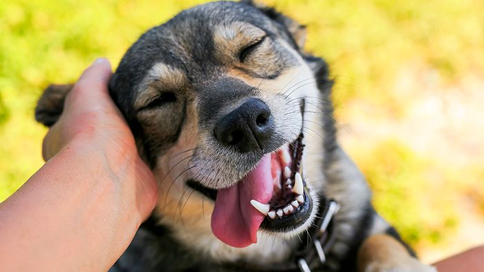 Forskare vid Linköpings universitet studerar hur interaktionen mellan hund och människa är kopplad till hundars välmående. Foto: Nataba/iStock