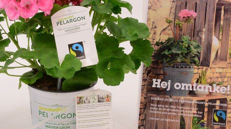 Den första Fairtrade-märkta Pelargonen som odlats färdig i Sverige finns nu i handeln. 