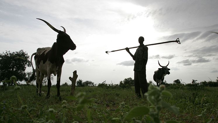 Bonden Maun Kaila i Niger låter sina kor gödsla ett hirsfält innan plantering. Foto: ILRI/Stevie Mann