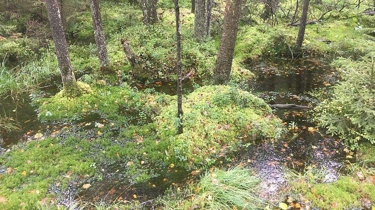 Nu blir delar av Härskogen naturreservat