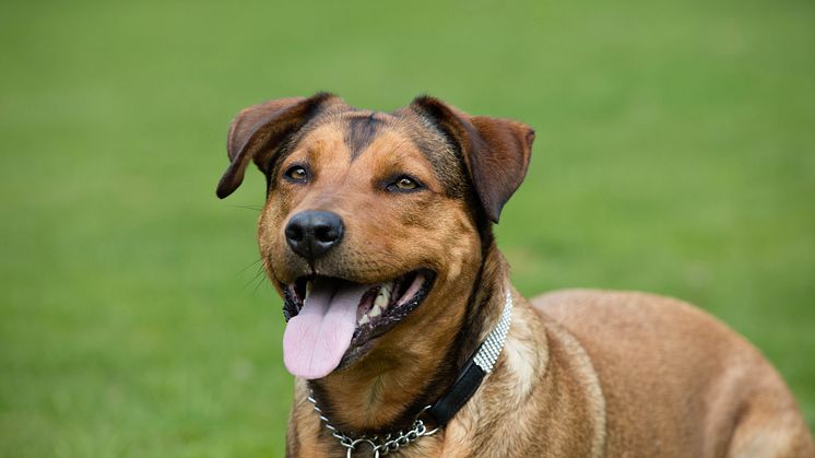 Grillrester farliga för hunden