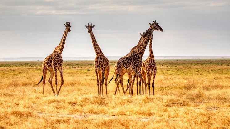 Giraffer i Amboseli, Kenya. Foto af Mariola Grobelska, Unsplash