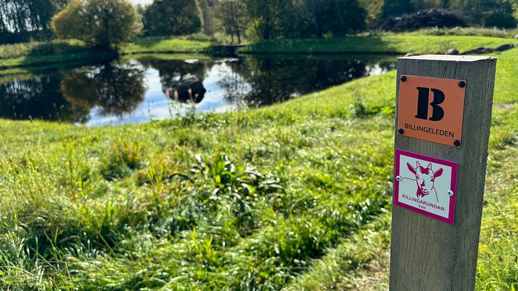 Skövde har blivit en vandringsled rikare. Killingarundan ger besökaren inblick i platåberget Billingens betydelse för människan.