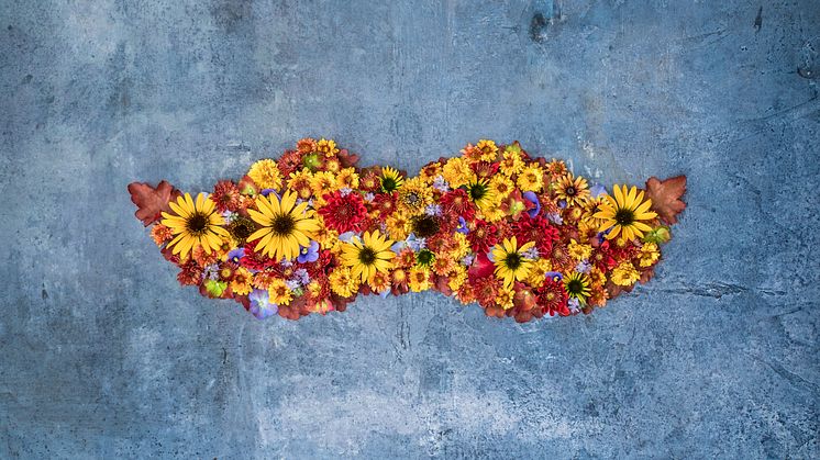 Handla genom att handla. När du köper hösttulpaner och hyacinter på Blomsterlandet går en slant till Mustaschkampen och kampen mot prostatacancer.