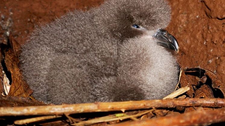 The critically endangered Galapagos Petrel is an endemic species of the archipelago threatened by habitat loss and invasive species. Photo Credit: Fundación de Conservación Jocotoco 