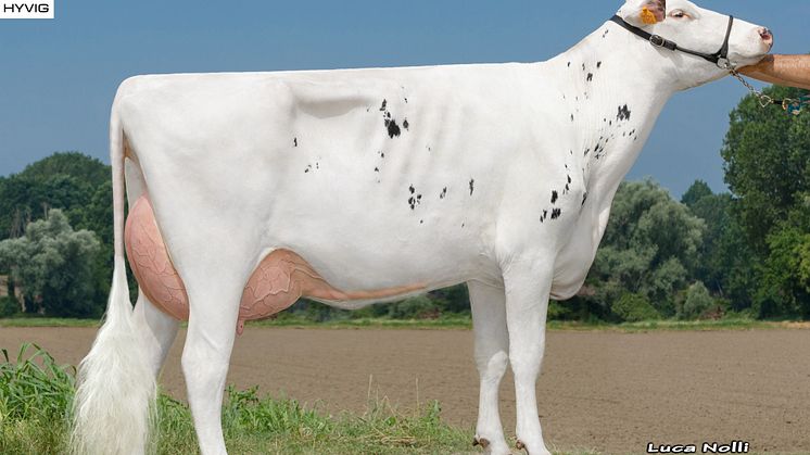 Holstein x Norwegian Red (11078 Gopollen) x Holstein crossbred daughter