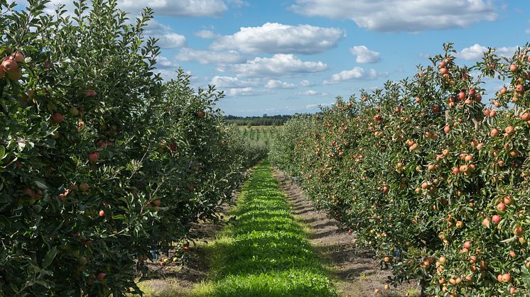 Der Panoramaweg Werder Obst bietet jetzt schöne Ausblicke in die dichten Apfelbäume. Foto: TMB-Fotoarchiv/Steffen Lehmann. 