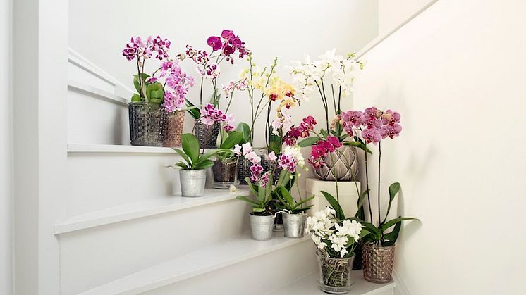 Orkidea on täydellinen kasvi ystävänpäiväksi – Näin sen saa kukoistamaan