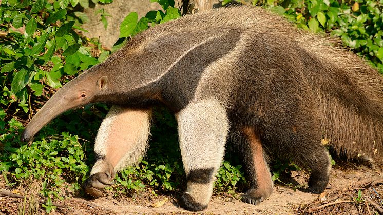 Der Große Ameisenbär, andernorts vom Aussterben bedroht, lebt in den Faber-Castell'schen Wäldern im Südwesten Brasiliens. / Bildverwendung für redaktionelle Zwecke unter Beachtung ggf. gen. Nutzungsbedingungen, mit Bildrechte-Hinweis, honorarfrei.