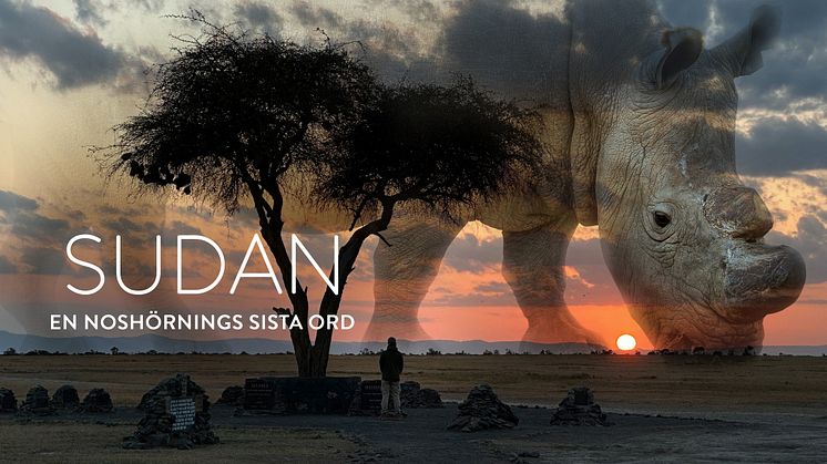 Sudan - en noshörnings sista ord Svensk SVT dokumentär 