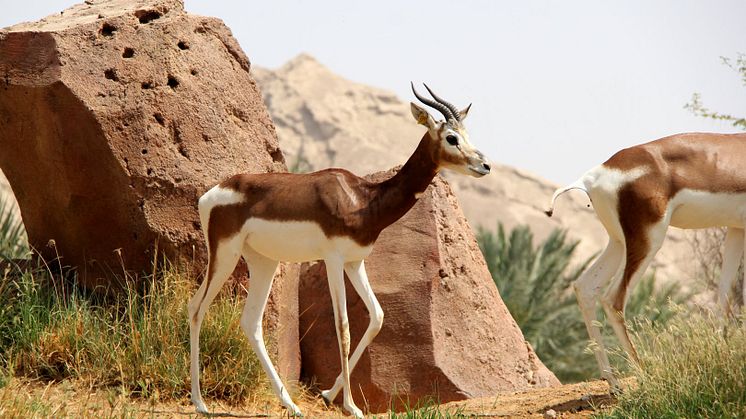 Utrotningshotade antiloper får fristad på Kolmården