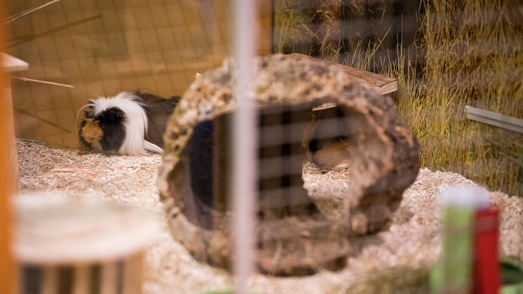 Meerschweinchen "Quincy" in der Adoptierstube Mannheim-Vogelstang