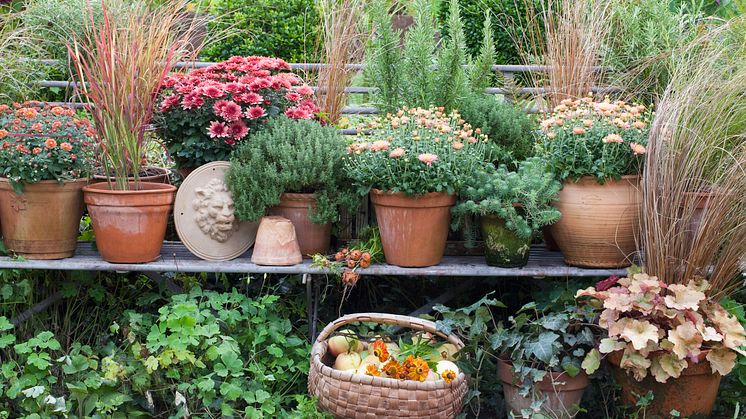 Namnet Chrysanthemum kommer från det grekiska chrysos som betyder guld och anthemon som betyder blomma, guldblomma. Foto Annika Christensen