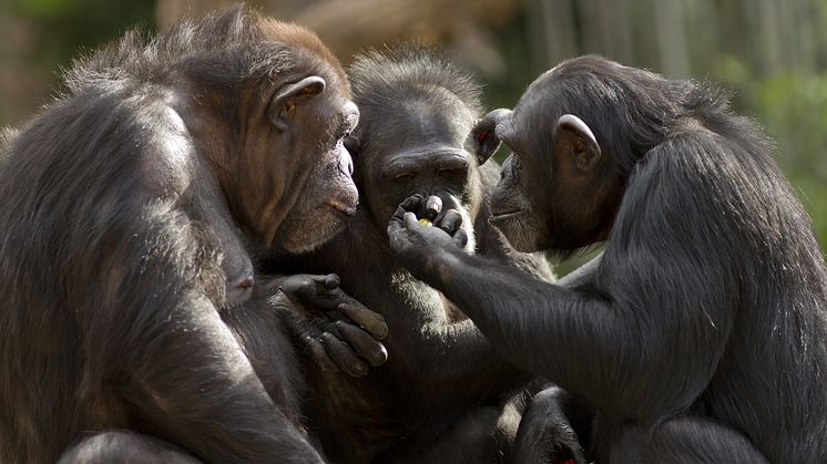 Tre chimpanser ser ud til at være engagerede i en vigtig diskussion. Foto: Shutterstock.