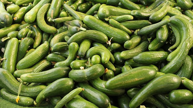 Cucumbers (Photo: Bruno Neurath Wilson / Unsplash)