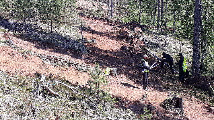 I Haftahedarna ska ett arbetslag med hjälp av skrapor, hackor, spadar, krattor och röjsåg ta bort så mycket vegetation som möjligt för att skapa bar sand. Foto: Skogsstyrelsen 