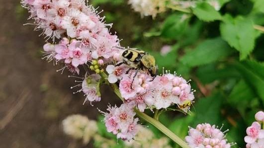 Pollinatören Humlebagge (Trichius fasciatus) på häckspirea (Spiraea salicifolia) i Arboretum Norr i Umeå.