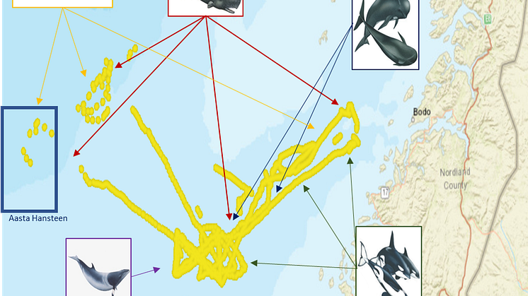 Figure: Whales observed in the study area