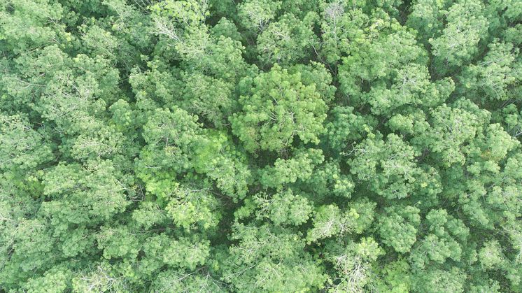 forest from above