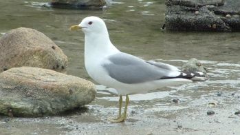 Maintaining biodiversity at every farming site