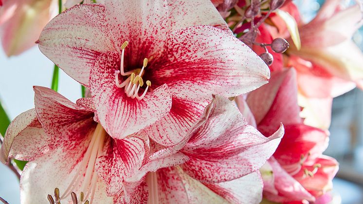 Glöm inte att köpa hem lökar till amaryllisens dag så de hinner blomma till jul!