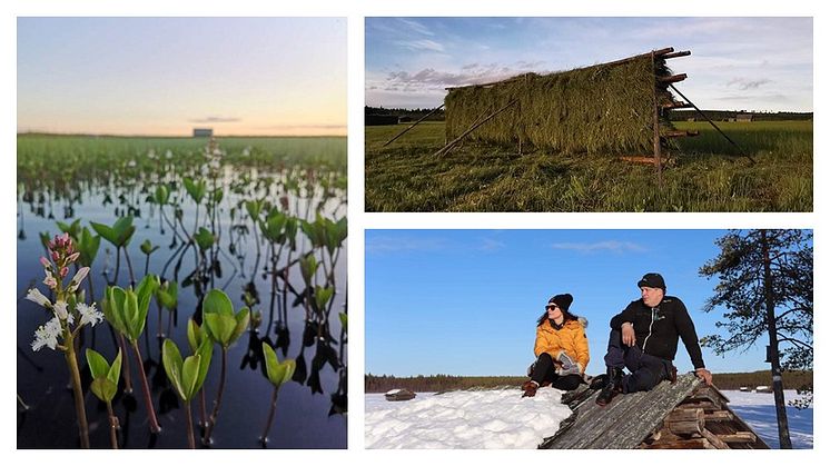 Vasikkavuoma slåttermur & naturreservat