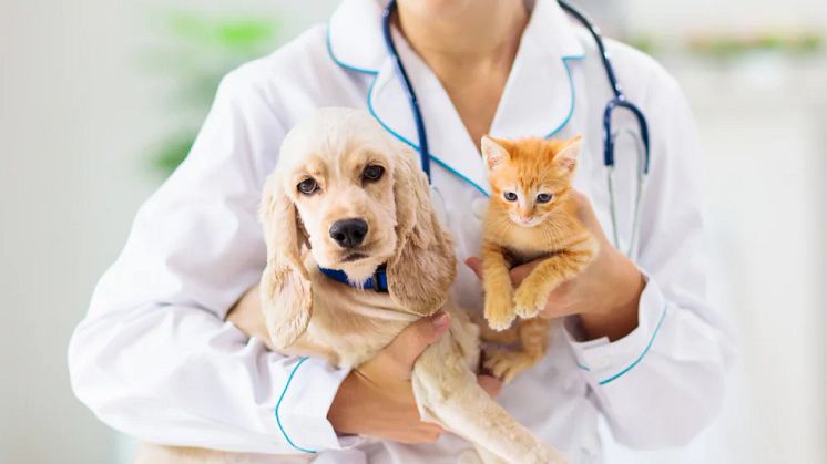 Nu finns husdjurens egen vårdguide, där djurproffs via telefon svarar på oroliga hundar och kattägares frågor. Foto: Istock