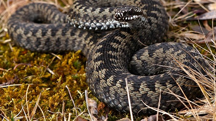 Vipera berus